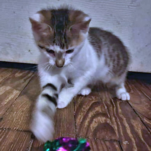 Milo, photo 3
