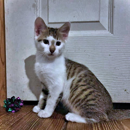 Milo, photo 4