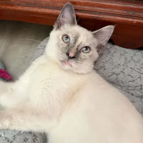 Gizmo - dilute calico