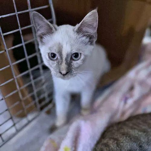 Gizmo image 2