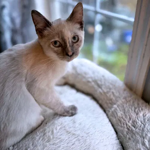 Gizmo image 4