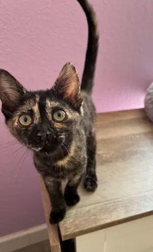 Suzie - Tortoiseshell