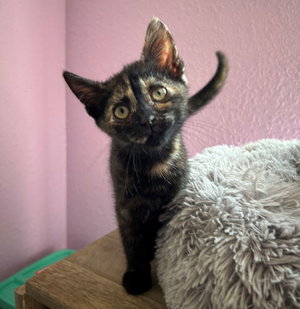 Suzie, photo 2