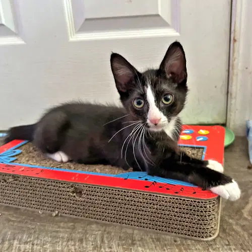 Adam - Tuxedo
