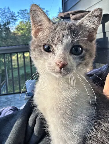 Chris - Domestic Short Hair