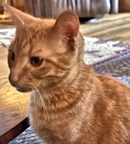 Houdini, photo 4