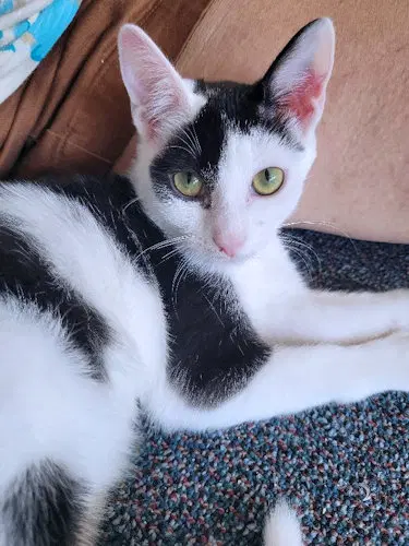Happy - Domestic Short Hair