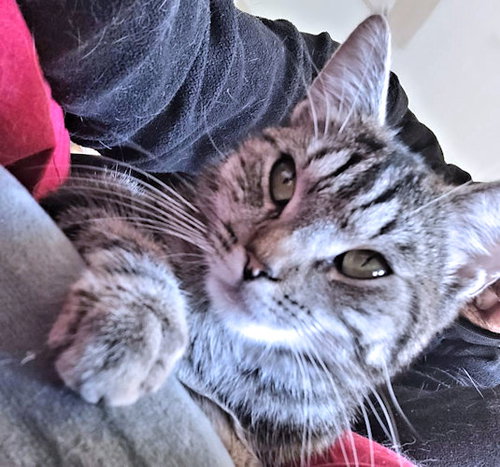 Juneau, a young female Tabby cat up for adoption
