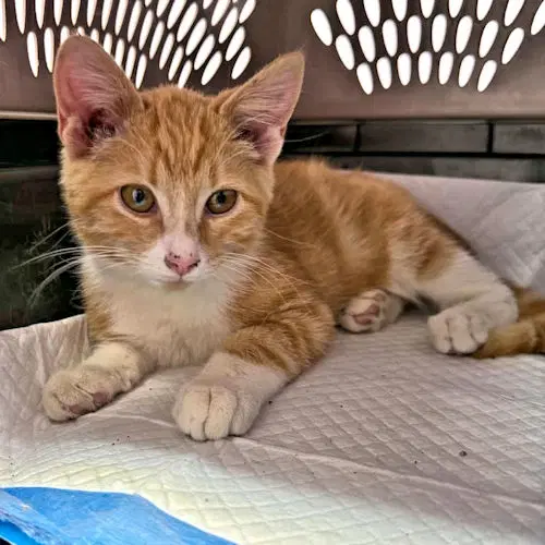 Finn - Tabby
