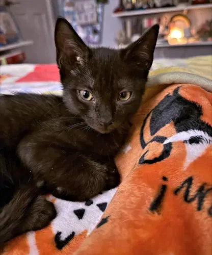 Galaxy - Domestic Short Hair