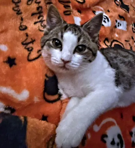 Teddy - Tabby