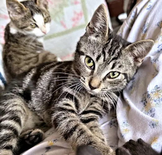 Tiki - Tabby