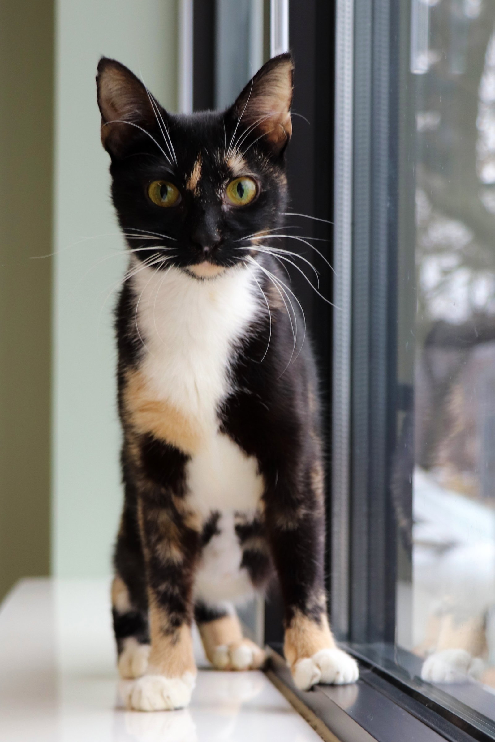 Cats for Adoption in Marengo, Illinois Alpha Paw