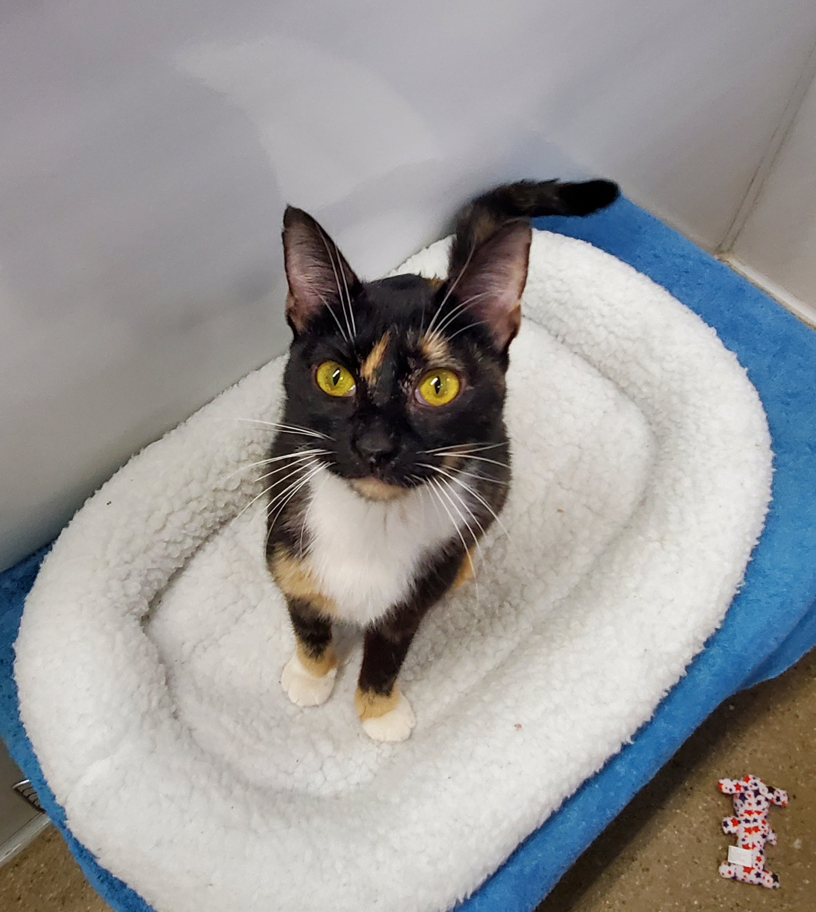 Cats for Adoption in Marengo, Illinois Alpha Paw