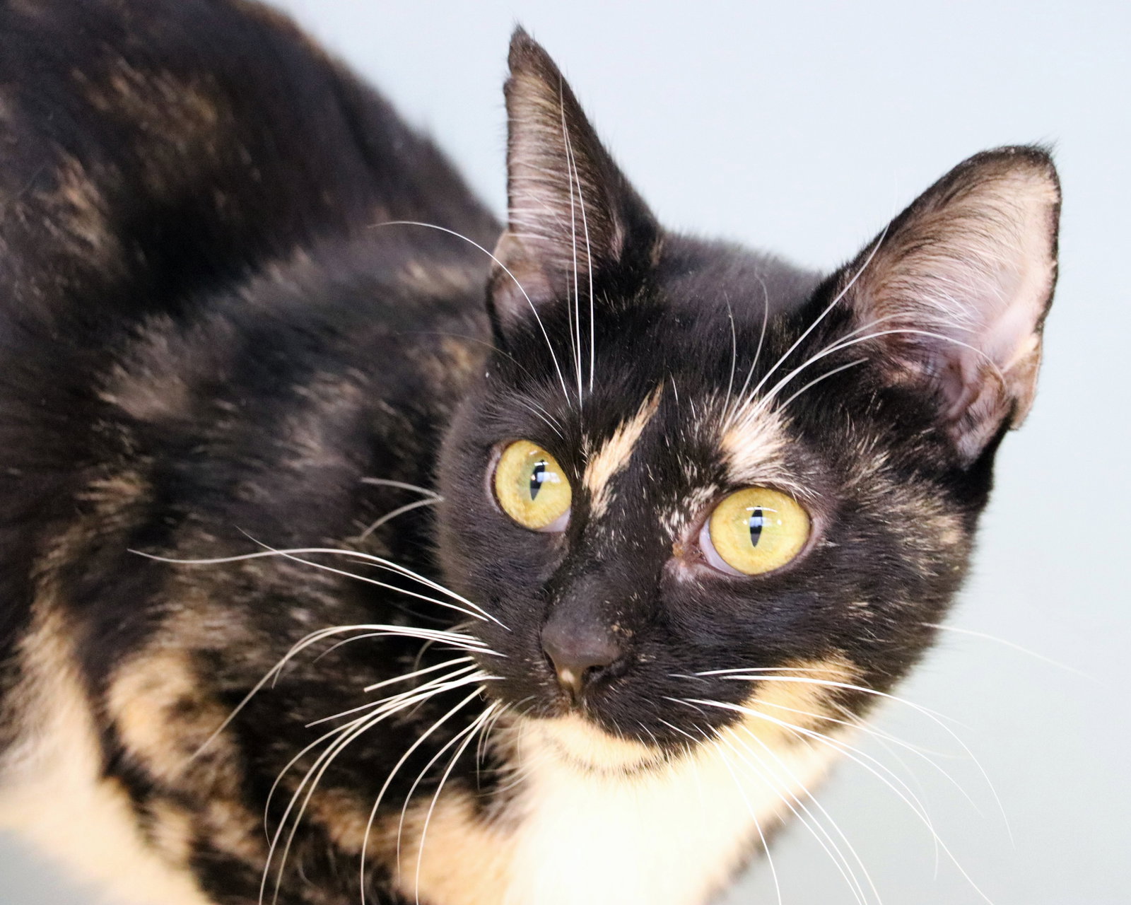 Cats for Adoption in Marengo, Illinois Alpha Paw