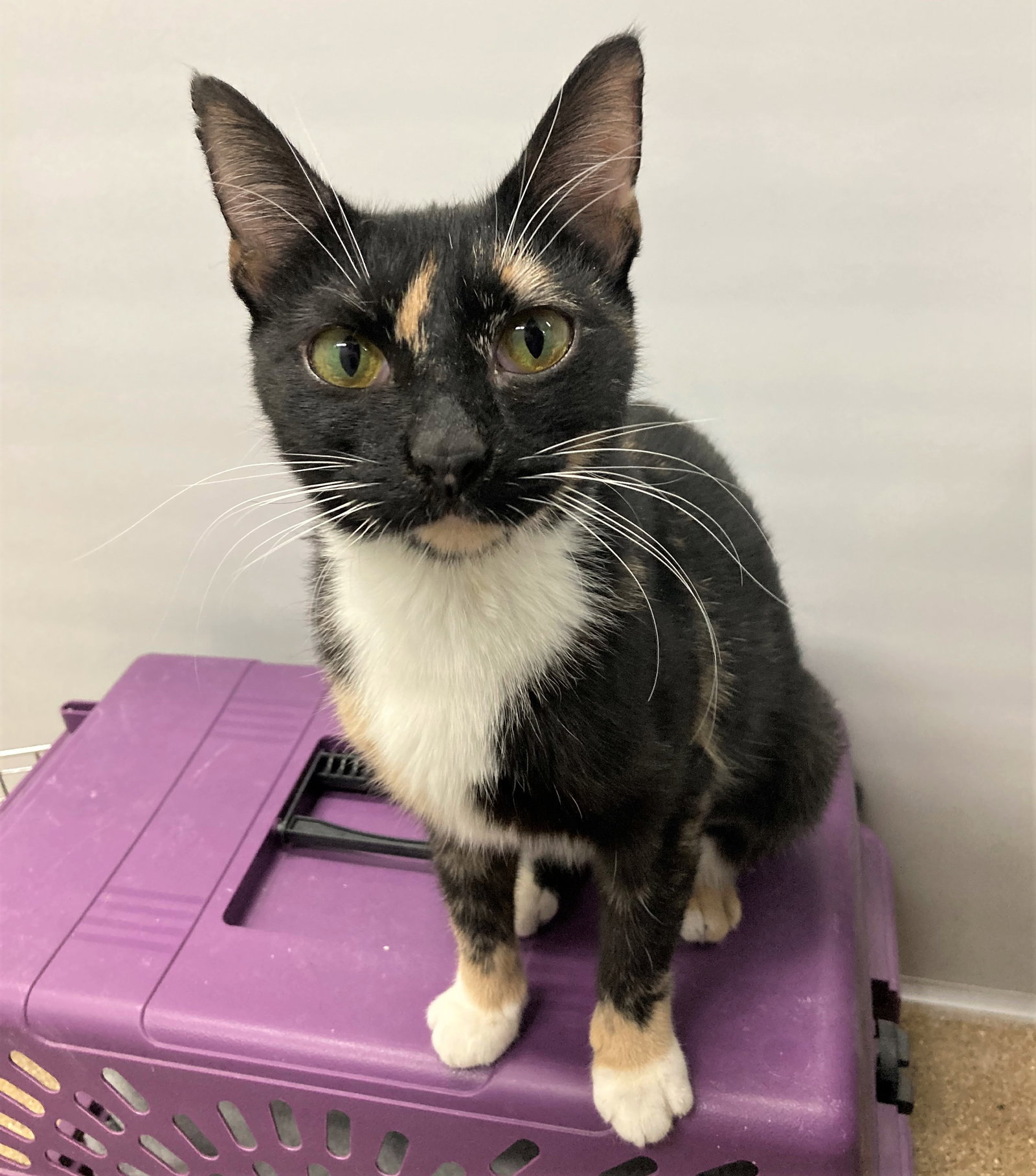 Cats for Adoption in Marengo, Illinois Alpha Paw
