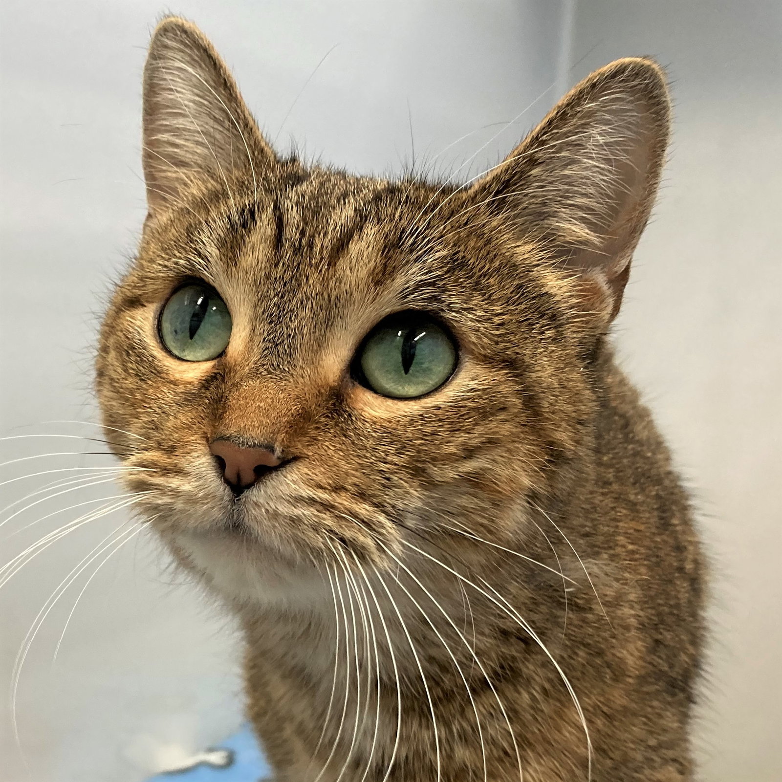 Cats for Adoption in Crystal Lake, Illinois Alpha Paw