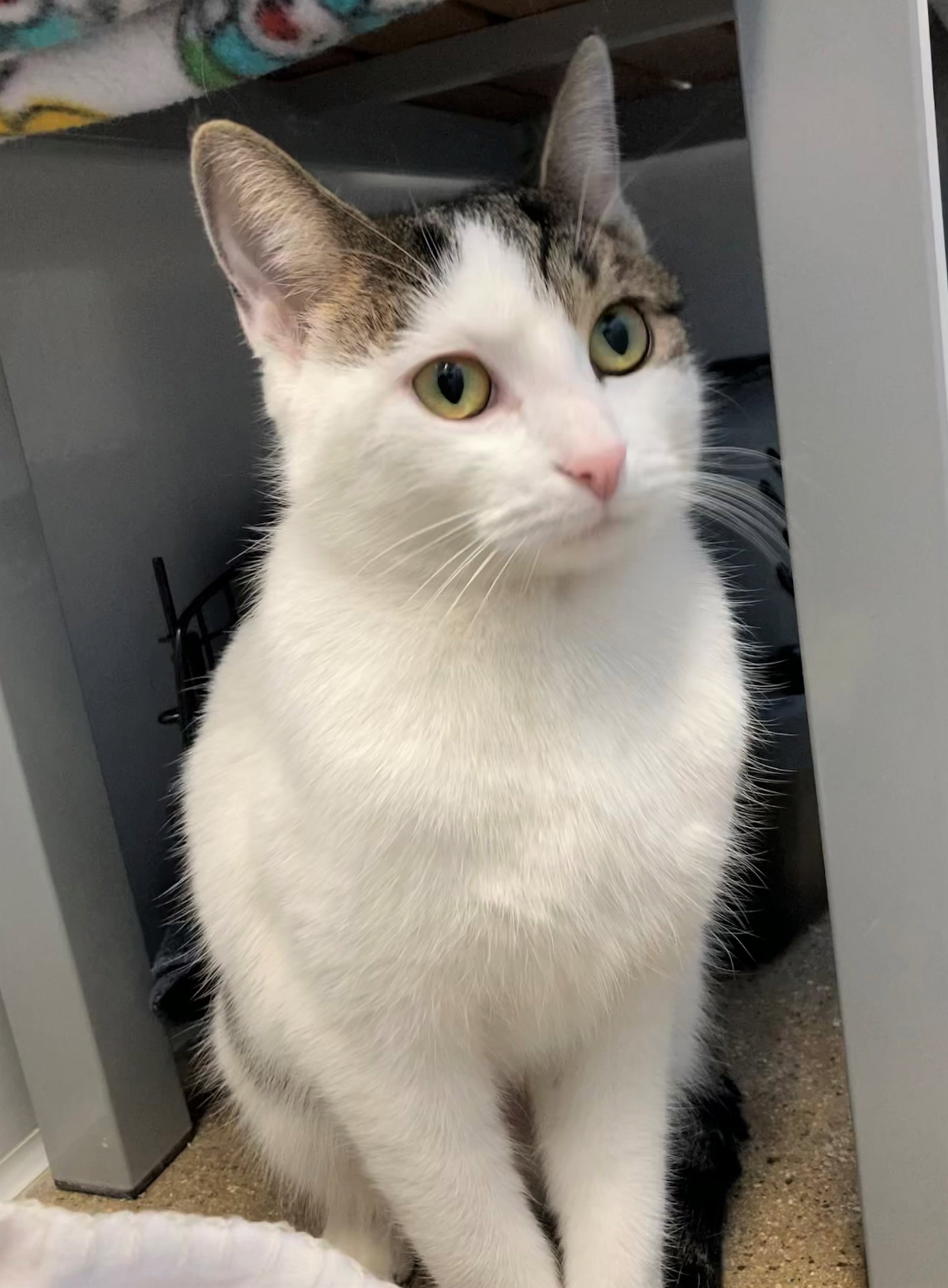 Cats for Adoption in Hobart, Indiana Alpha Paw