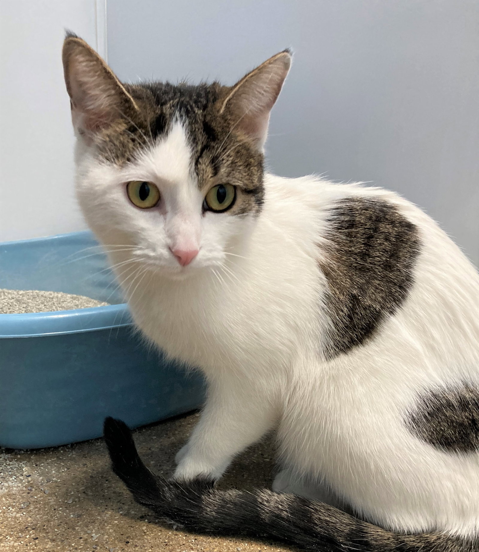 Cats for Adoption in Hobart, Indiana Alpha Paw