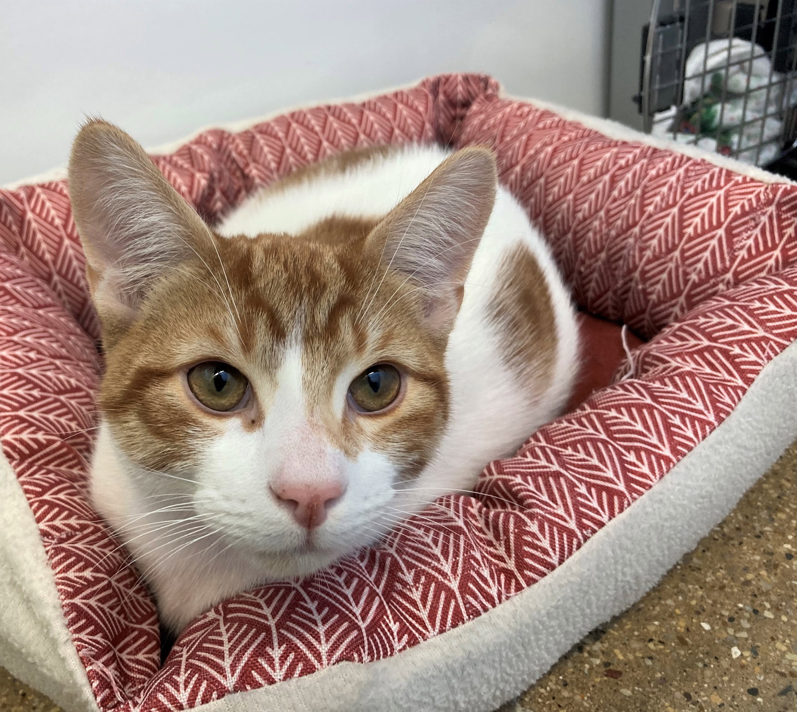 Cats for Adoption in Hobart, Indiana Alpha Paw