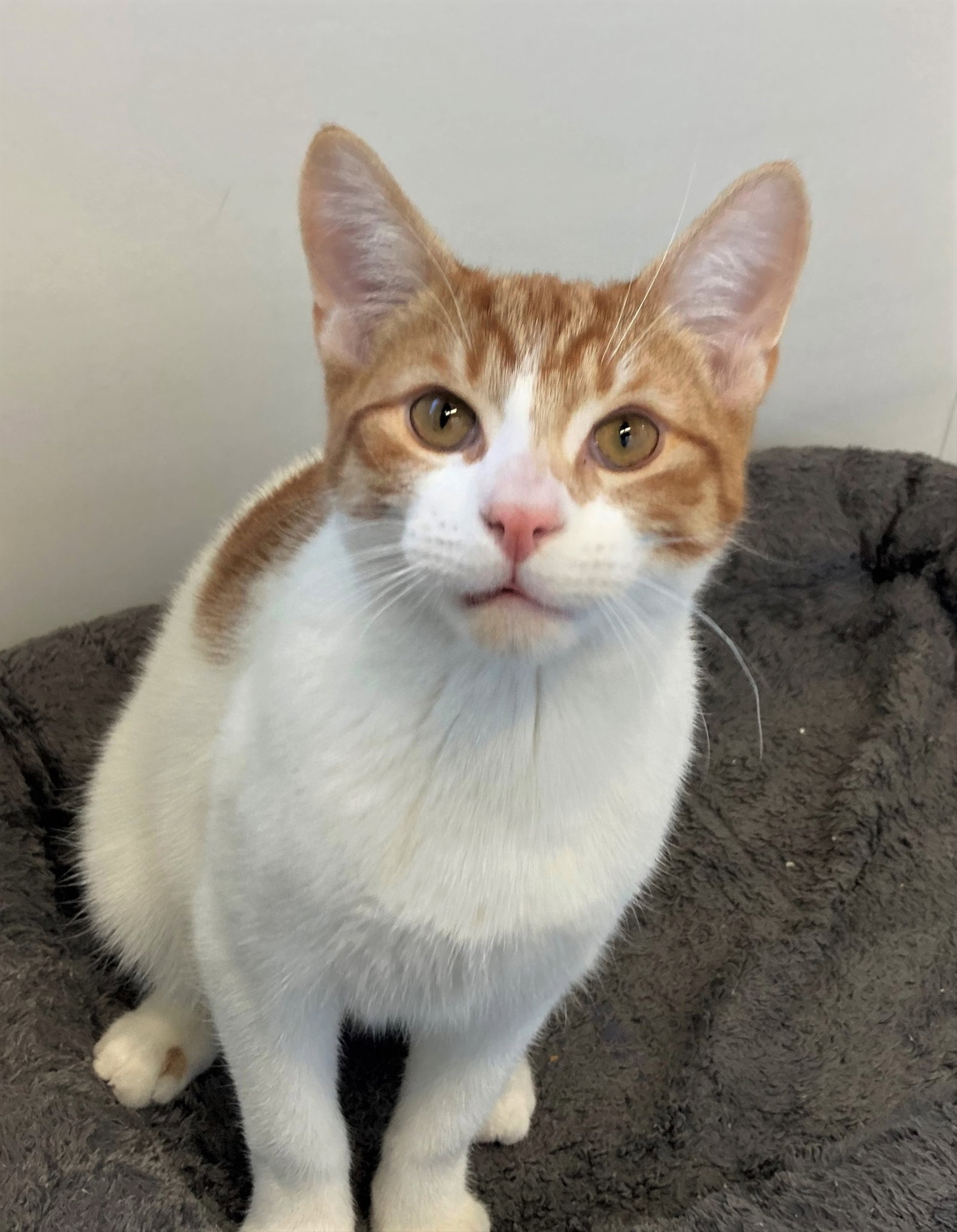 Cats for Adoption in Hobart, Indiana Alpha Paw