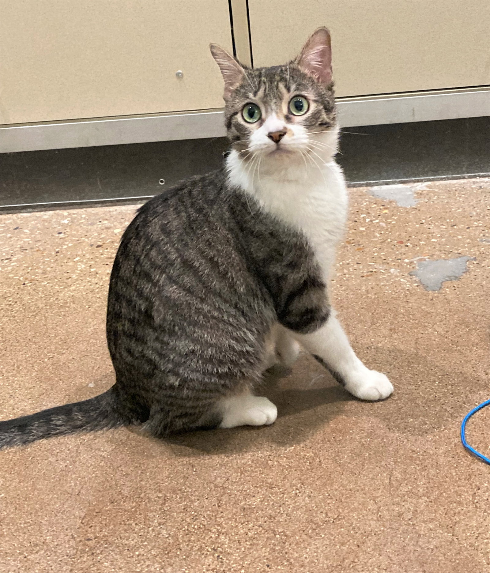 Cats for Adoption in Hobart, Indiana Alpha Paw