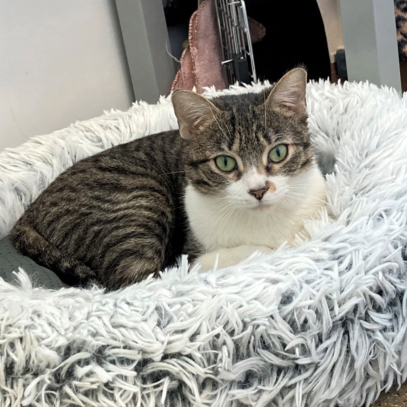 Cats for Adoption in Hobart, Indiana Alpha Paw
