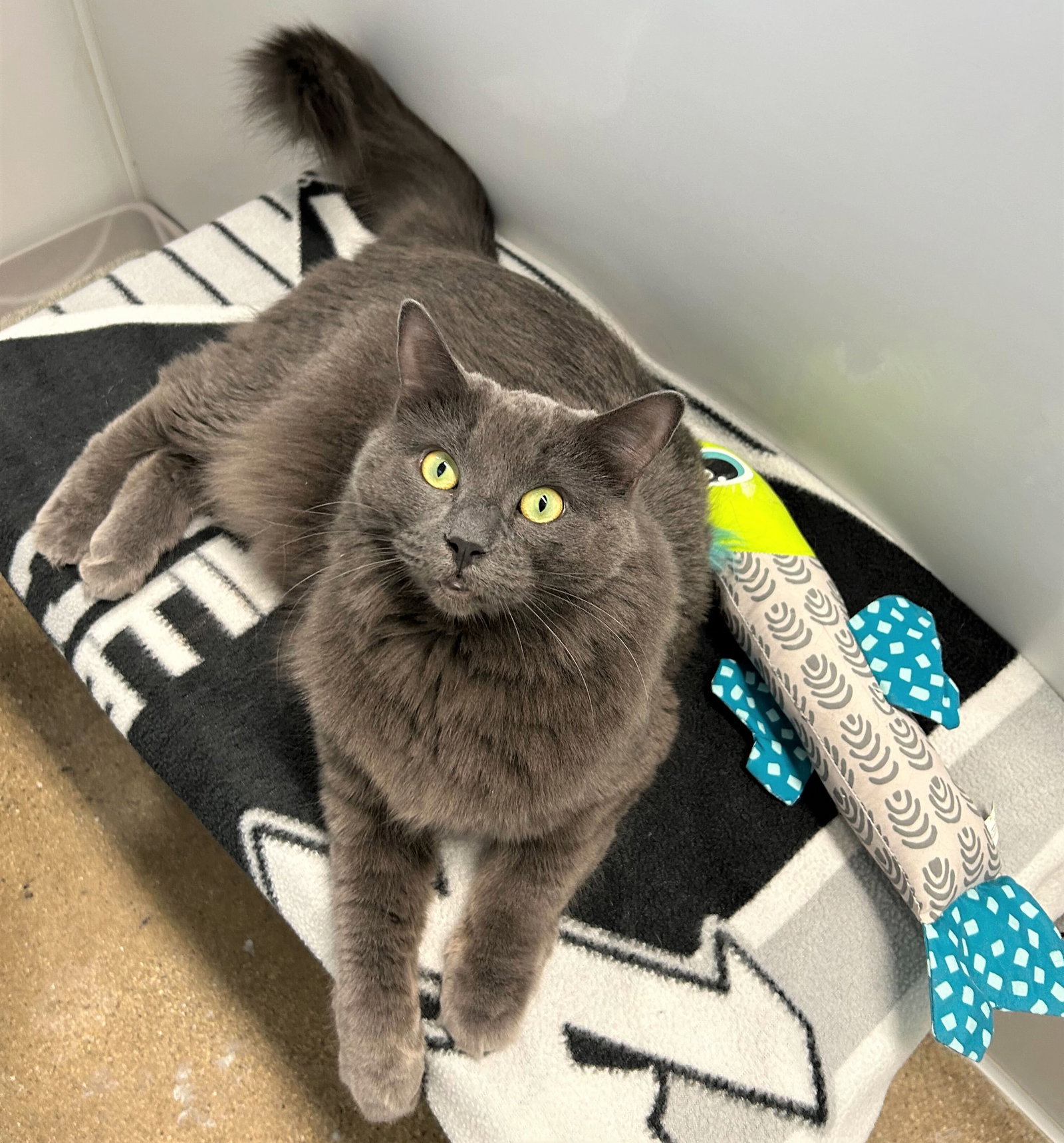 Cats for Adoption in North Barrington, Illinois Alpha Paw