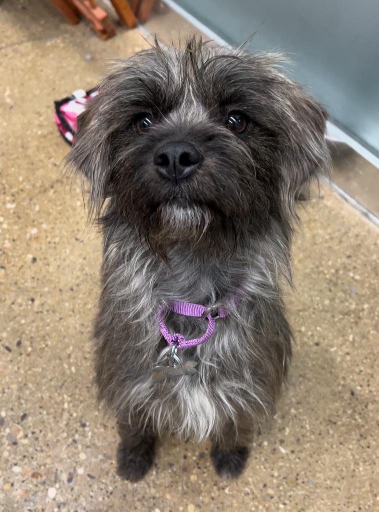 Dog for Adoption Mrs. Frizzle, a Terrier in Dupage County, IL Alpha Paw