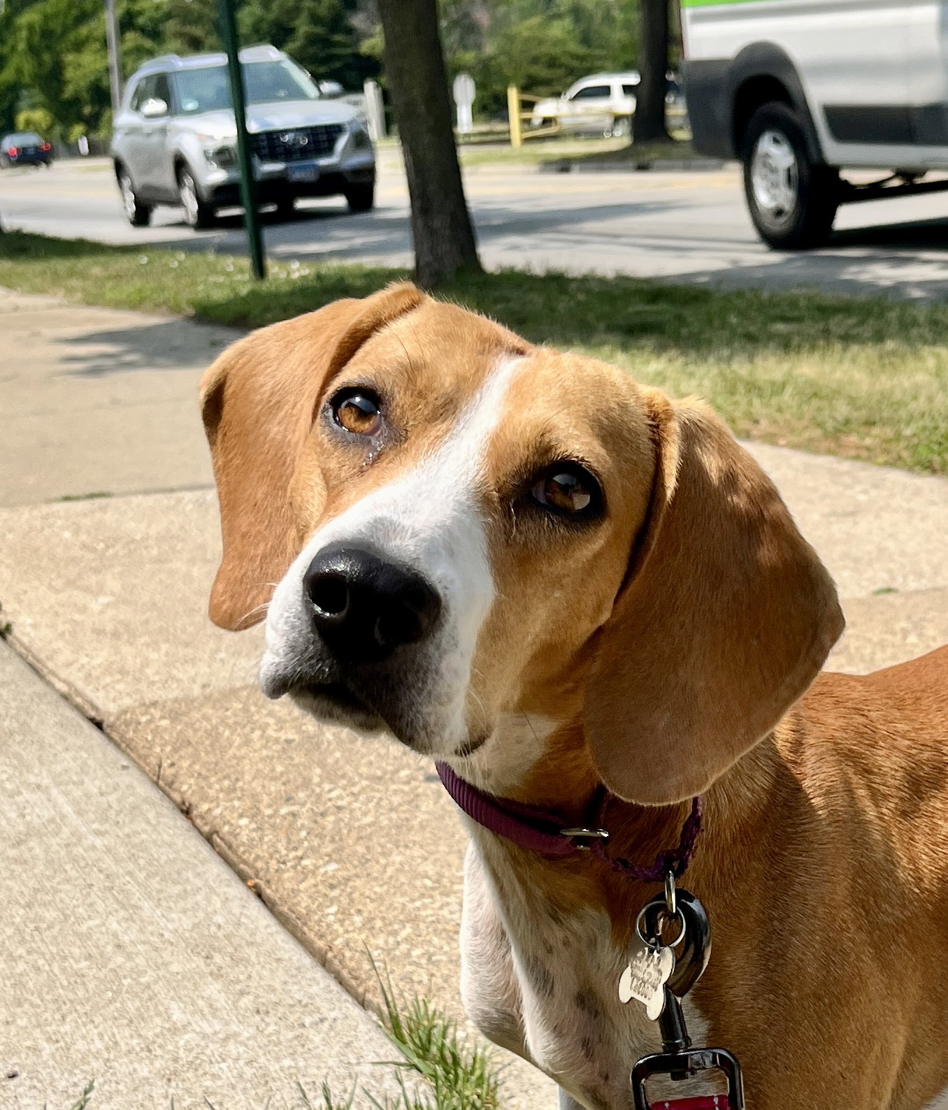 Dog for Adoption Lexus, a Beagle in Homewood, IL Alpha Paw