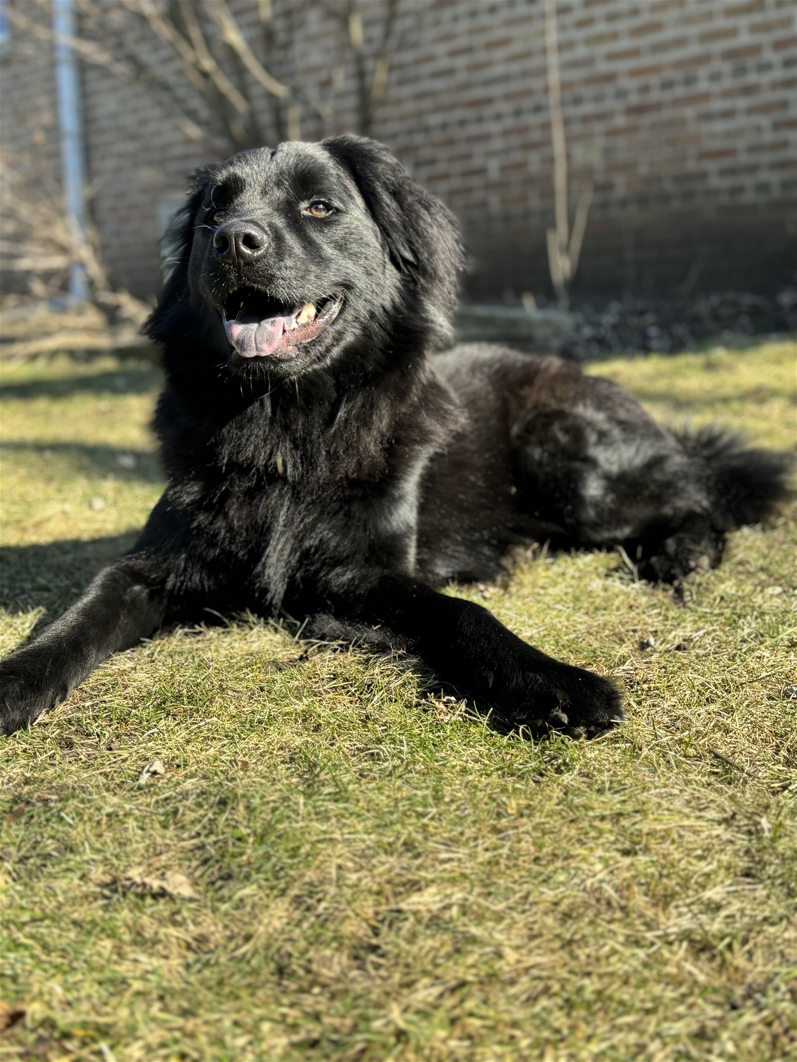 adoptable Dog in Skokie, IL named Mondre