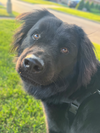 adoptable Dog in Skokie, IL named Mondre