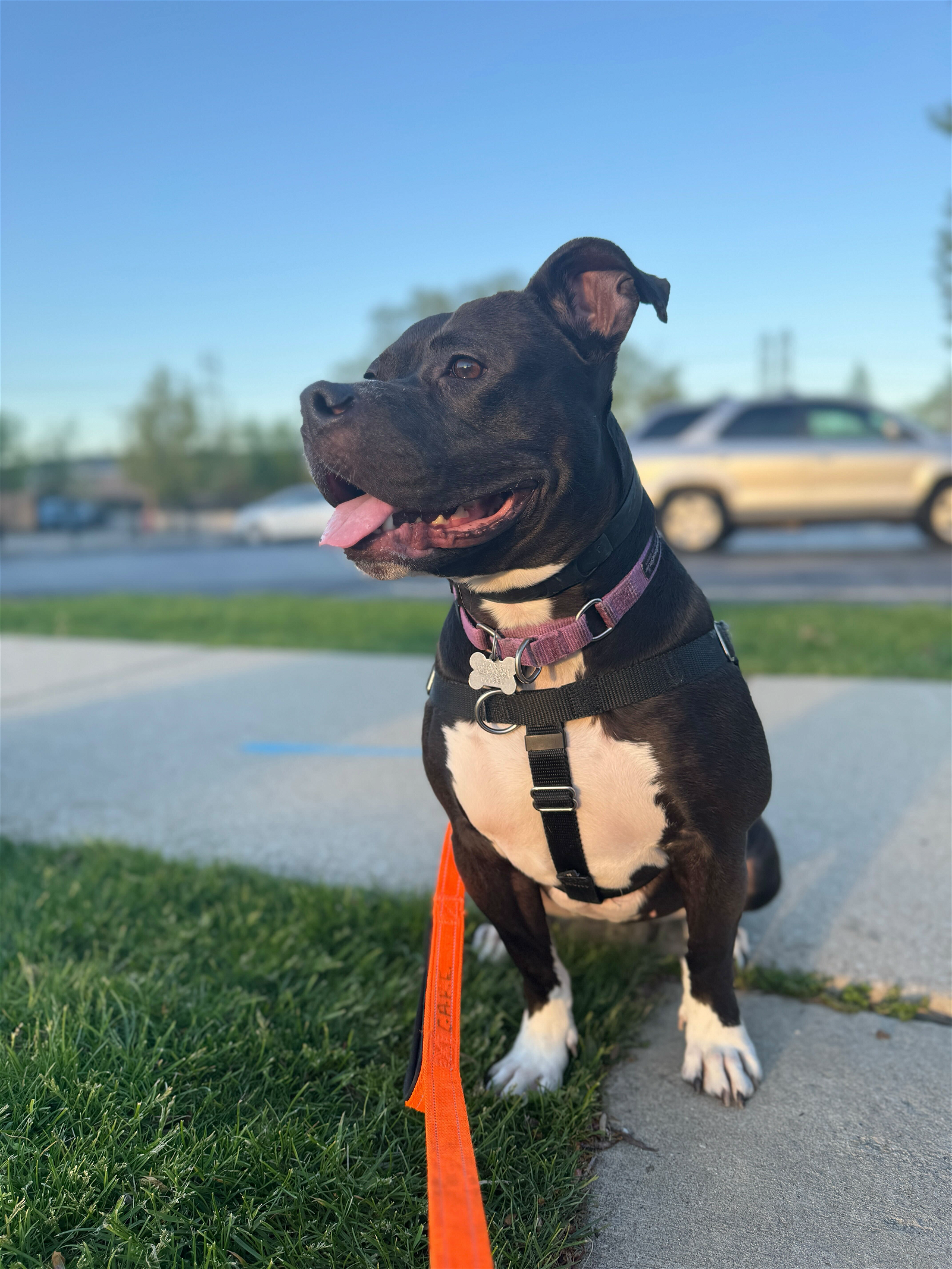 adoptable Dog in Skokie, IL named Fern