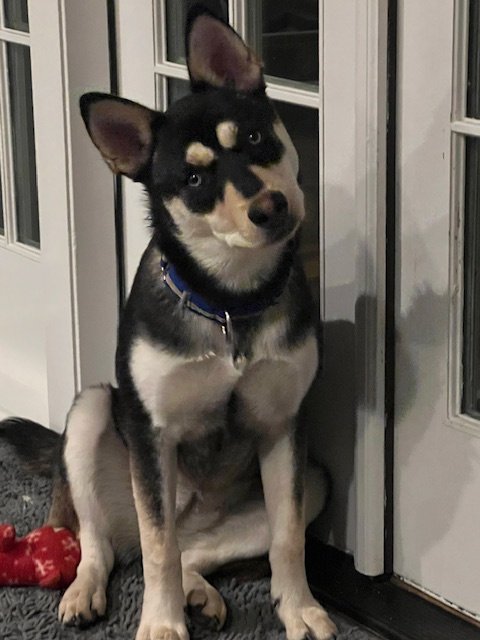 adoptable Dog in Skokie, IL named Sierra