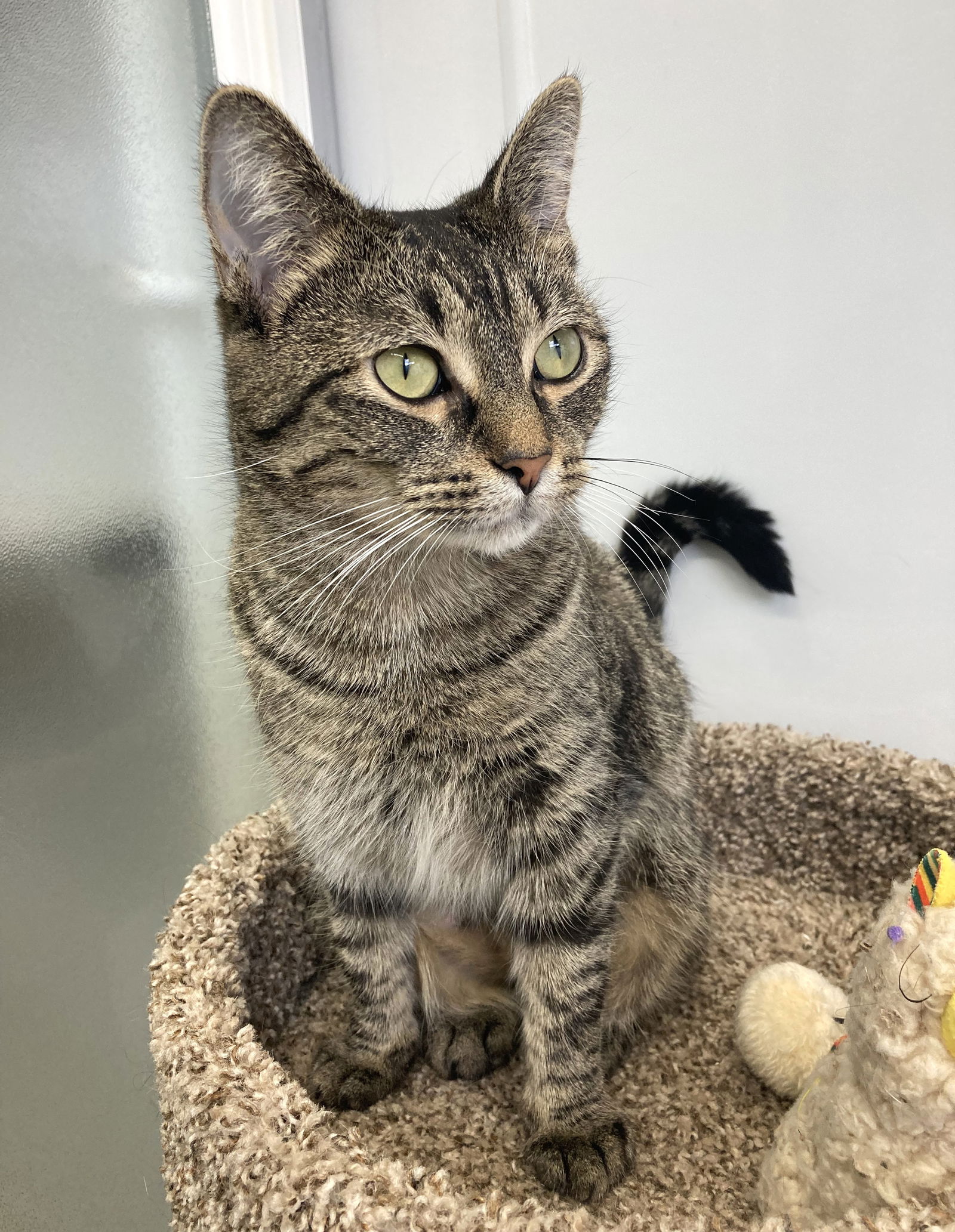 Grumpy Shelter Cat Gets Adopted. Doesn't He Look Happy Now? - Love Meow