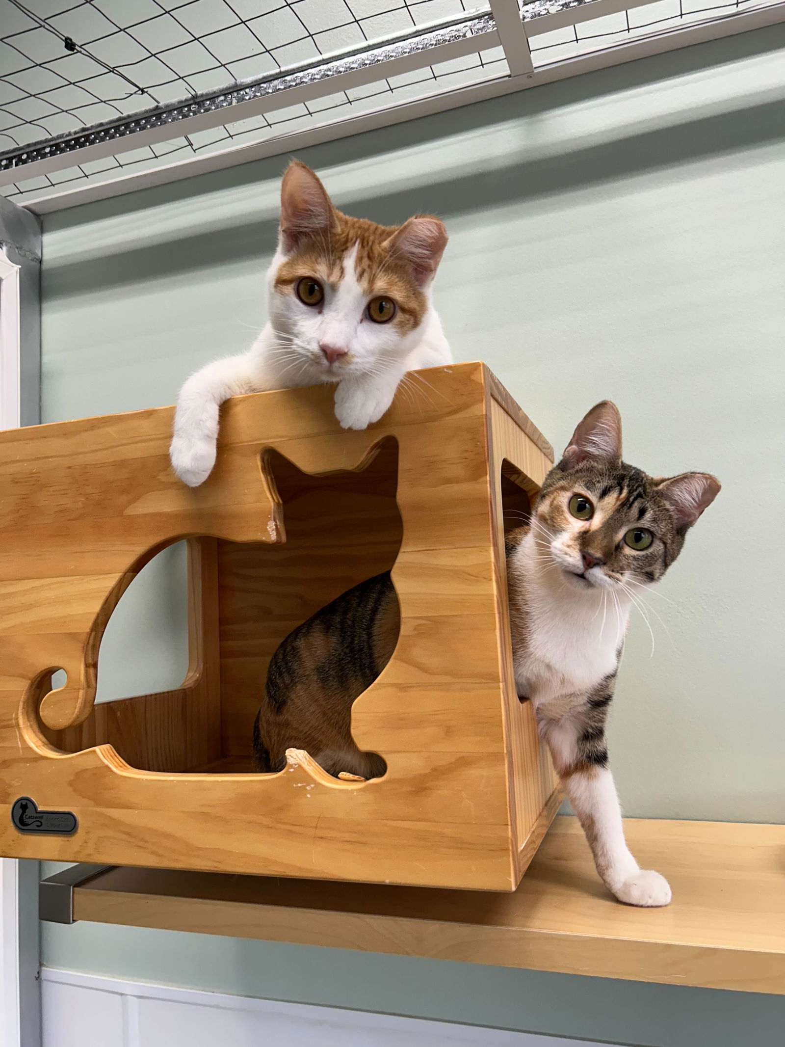 adoptable Cat in Skokie, IL named Ruby and Ryan