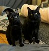 adoptable Cat in , IL named Holli and Billy