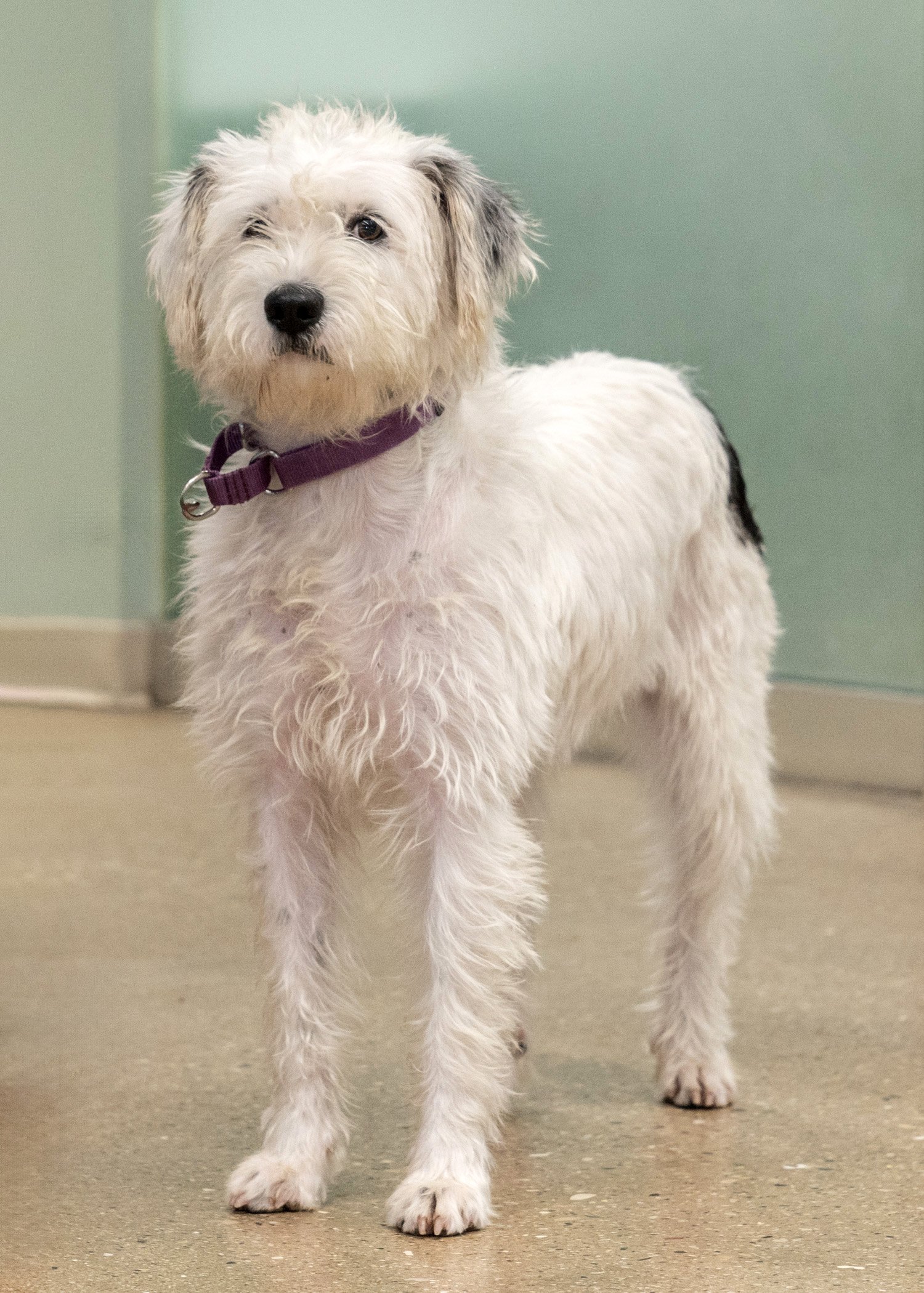 adoptable Dog in Skokie, IL named Blossom