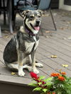 adoptable Dog in Skokie, IL named Misty