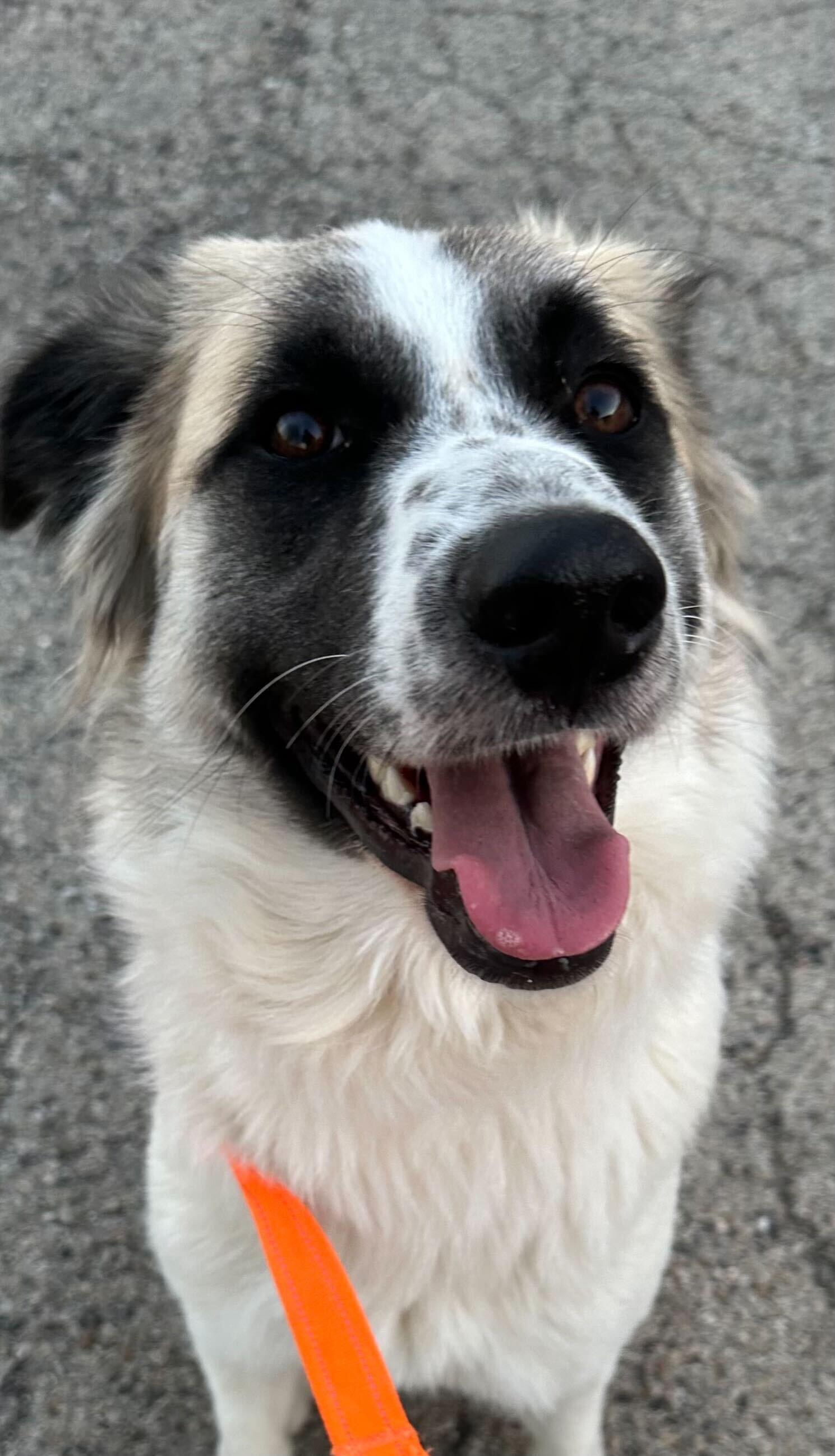 adoptable Dog in Skokie, IL named Gretel