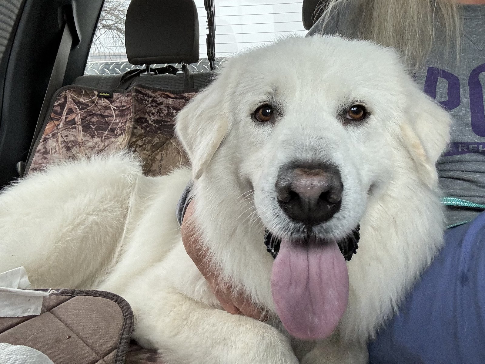 adoptable Dog in Skokie, IL named Sarge
