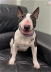 adoptable Dog in  named Laila