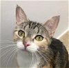 adoptable Cat in  named Olivia