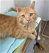 adoptable Cat in  named Shaman