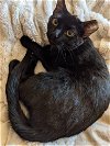 adoptable Cat in skokie, IL named Cha Cha