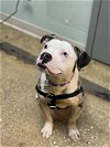 adoptable Dog in , IL named Manny