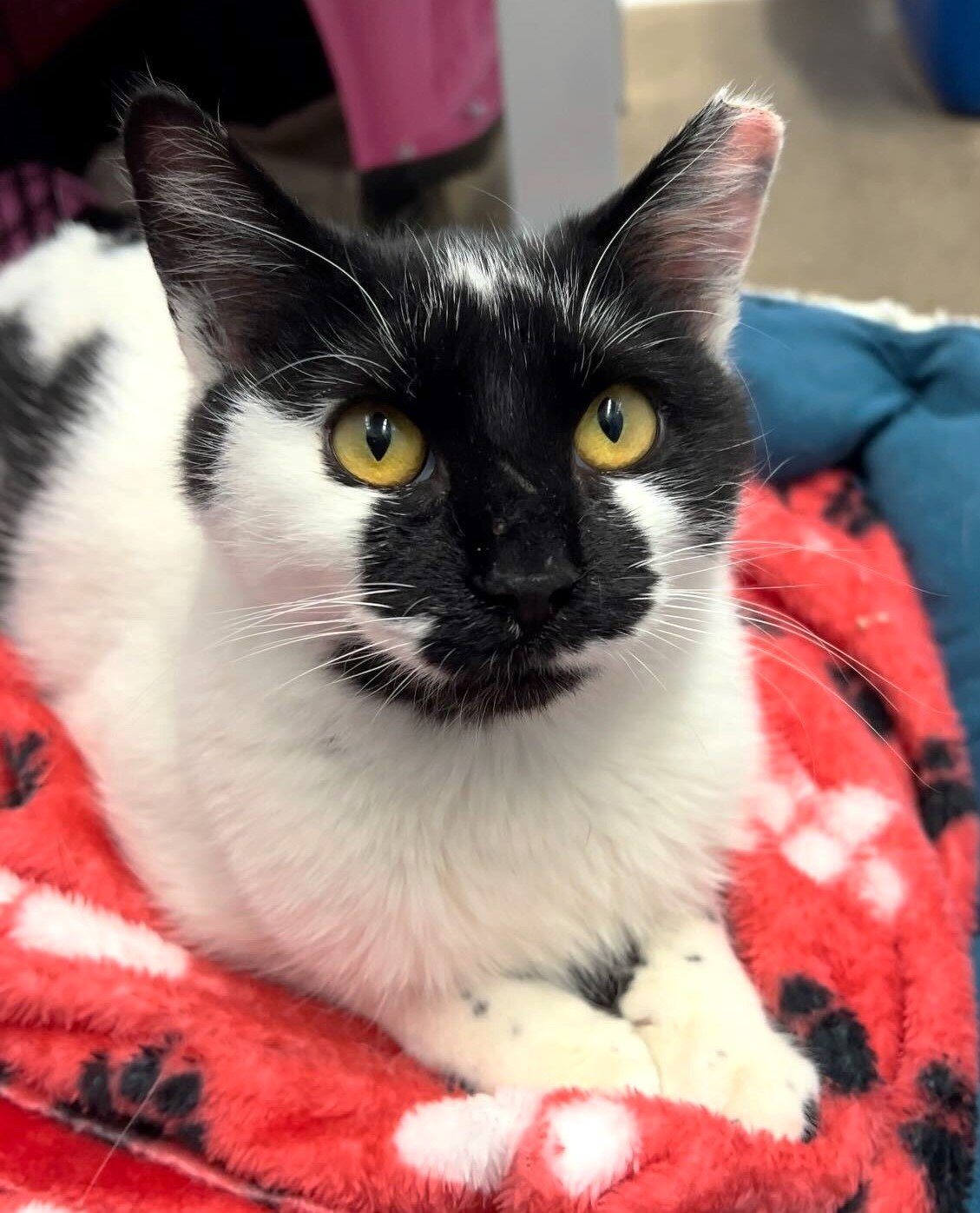 adoptable Cat in Skokie, IL named Scout