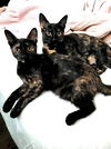 adoptable Cat in Skokie, IL named Chloe & Sophia