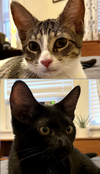 adoptable Cat in Skokie, IL named Phoenix & Flynn