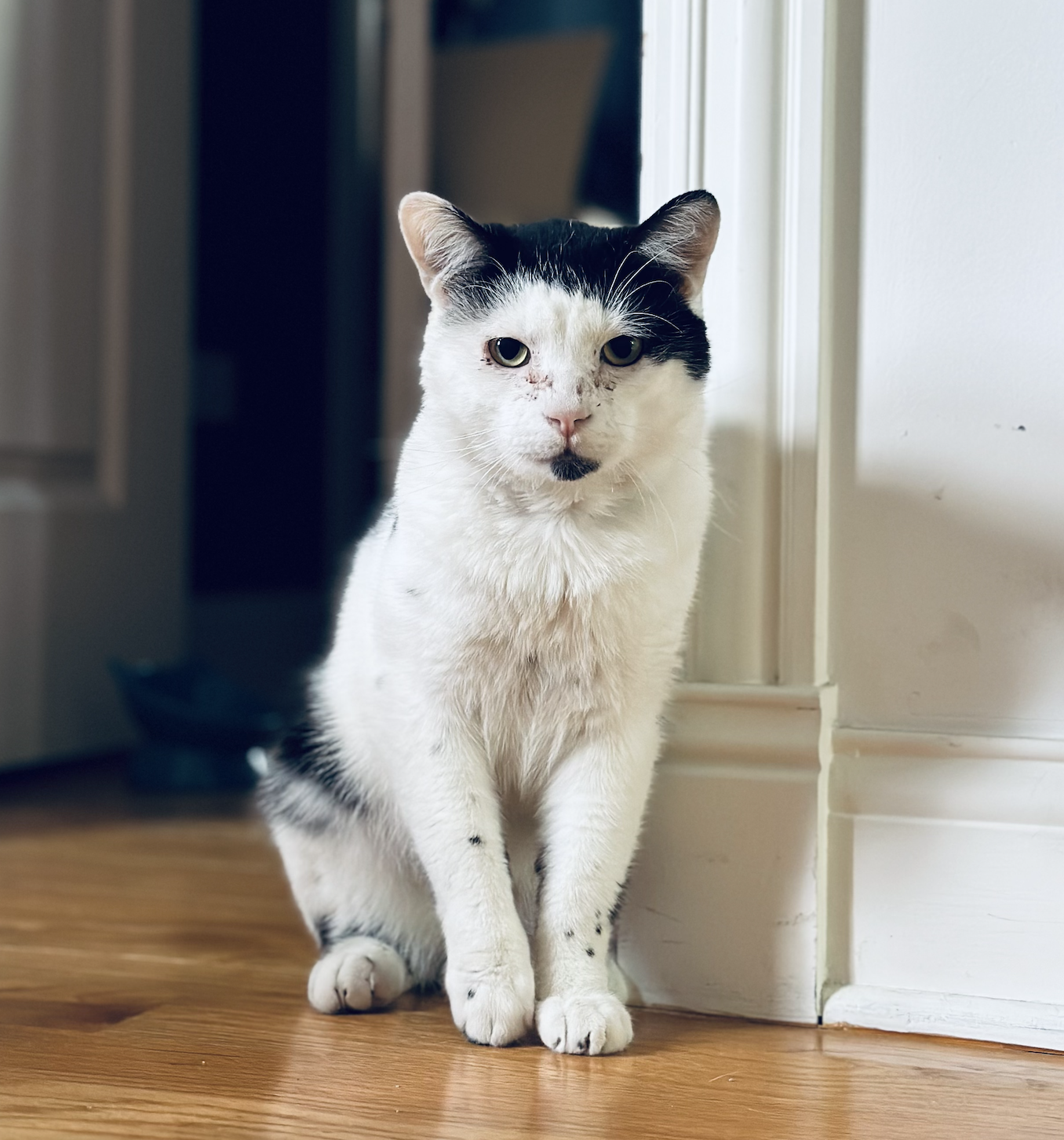 adoptable Cat in Skokie, IL named Brando